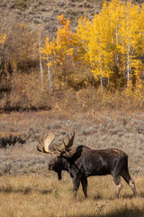 Bull Moose in rut taken in Tetons NP WY