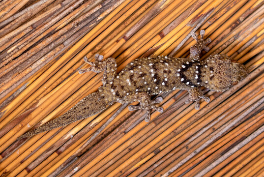 Bibron's Thick-toed Gecko in the Kgalagadi