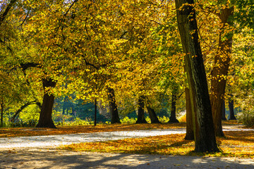Colorful autumn landscape with yellow, orange and red tree leaves in Royal Lazienki Krolewskie forest park in Warsaw in Mazovia region of Poland