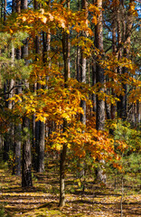 Autumn panorama of mixed forest thicket with colorful tree leaves mosaic in Mazowiecki Landscape Park in Celestynow town near Warsaw in Mazovia region of Poland