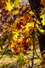 Fototapeta na wymiar Colorful red, orange, yellow and green autumn tree leaves mosaic closeup in Mazowiecki Landscape Park in Celestynow town near Warsaw in Mazovia region of Poland