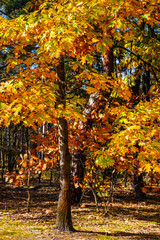 Naklejka premium Autumn panorama of mixed forest thicket with colorful tree leaves mosaic in Mazowiecki Landscape Park in Celestynow town near Warsaw in Mazovia region of Poland