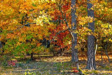 Fototapeta na wymiar Autumn panorama of mixed forest thicket with colorful tree leaves mosaic in Mazowiecki Landscape Park in Celestynow town near Warsaw in Mazovia region of Poland