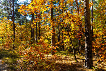 Autumn panorama of mixed forest thicket with colorful tree leaves mosaic in Mazowiecki Landscape Park in Celestynow town near Warsaw in Mazovia region of Poland