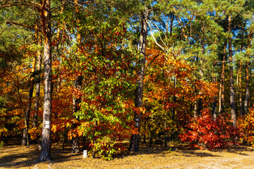 Naklejka premium Autumn panorama of mixed forest thicket with colorful tree leaves mosaic in Mazowiecki Landscape Park in Celestynow town near Warsaw in Mazovia region of Poland