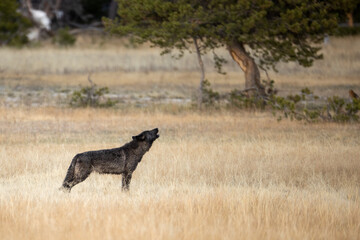 Obraz na płótnie Canvas Gray Wolf taken in yellowstone NP