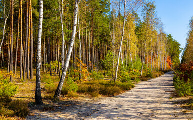 Early autumn panorama of mixed forest thicket in Mazowiecki Landscape Park in Celestynow town near...