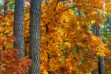 Obraz premium Autumn panorama of mixed forest thicket with colorful tree leaves mosaic in Mazowiecki Landscape Park in Celestynow town near Warsaw in Mazovia region of Poland