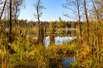 Autumn panorama of mixed forest thicket at Jezioro Torfy Peat Lake peat-bog reserve in Mazowiecki Landscape Park in Celestynow near Warsaw in Mazovia region of Poland
