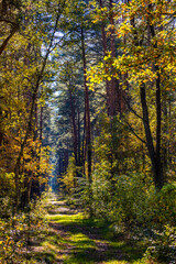 Autumn panorama of mixed forest thicket with colorful tree leaves mosaic in Mazowiecki Landscape Park in Celestynow town near Warsaw in Mazovia region of Poland