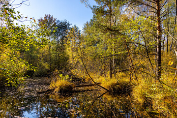 Autumn panorama of mixed forest thicket at Czarne Jeziorka Black Pond peat bog reserve in Mazowiecki Landscape Park in Celestynow near Warsaw in Mazovia region of Poland