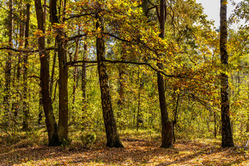 Autumn panorama of mixed forest thicket with colorful tree leaves mosaic in Mazowiecki Landscape Park in Celestynow town near Warsaw in Mazovia region of Poland