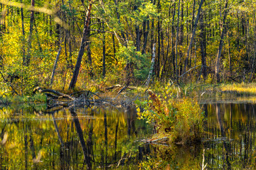 Autumn panorama of mixed forest thicket at Czarne Jeziorka Black Pond peat bog reserve in...