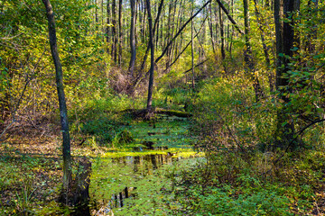 Autumn panorama of mixed forest thicket at Czarne Jeziorka Black Pond peat bog reserve in Mazowiecki Landscape Park in Celestynow near Warsaw in Mazovia region of Poland - obrazy, fototapety, plakaty