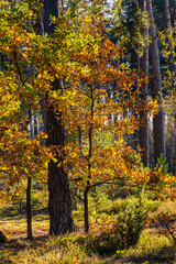 Autumn panorama of mixed forest thicket with colorful tree leaves mosaic in Mazowiecki Landscape Park in Celestynow town near Warsaw in Mazovia region of Poland