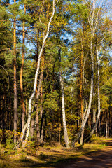 Autumn panorama of mixed forest thicket with colorful tree leaves mosaic in Mazowiecki Landscape Park in Celestynow town near Warsaw in Mazovia region of Poland