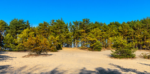 Coniferous forest on a sandy dune of Dabrowiecka Gora Hill in Mazowiecki Landscape Park in Karczew town near Warsaw in Mazovia region of Poland - obrazy, fototapety, plakaty