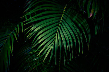 Palm leaves Background, plant of leaf green jungle nature, abstract dark background and wallpaper, for design.
