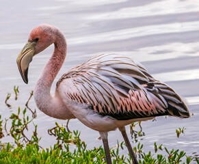 An imature American Flamingo on Floreana Island, Galapagos, Ecuador