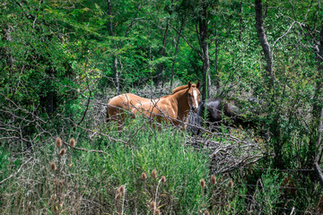 Horses outside Buenos Aires, Argentina.
