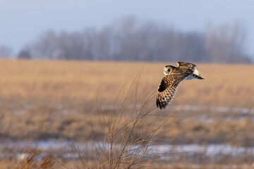Short-eared Owl taken in southern MN