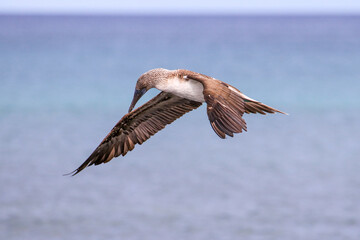 A Blue-footed Booby searching for fish along the coastline of  Santa Cruz Island at Cerro Dragon, in the Galapagos Islands.