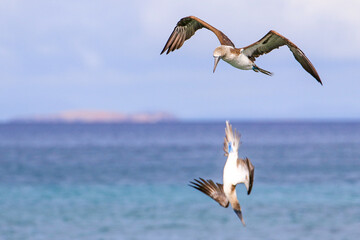 Two Blue-footed Boobies searching for fish along the coastline of  Santa Cruz Island at Cerro Dragon, in the Galapagos Islands.