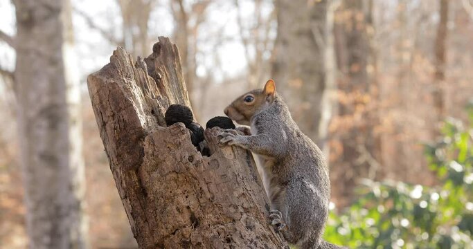 Squirrel on tree taking black walnut