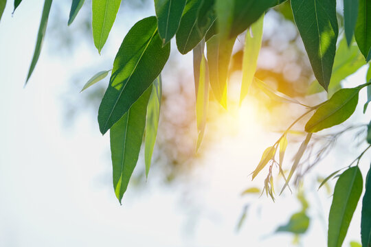 Eucalyptus leaves. branch eucalyptus tree nature background