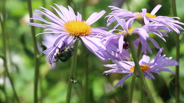 Cotinis nitida on chamomile flower, green June beetle, June bug, beetle of family Scarabey, sitting on  flower sway on the wind. Macro view insect in wildlife. Sounds of village and nature.