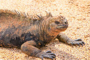 A Marine Iguana soaks up the sun on the beach of Las Bachas on Santa Cruz in the Galapagos.