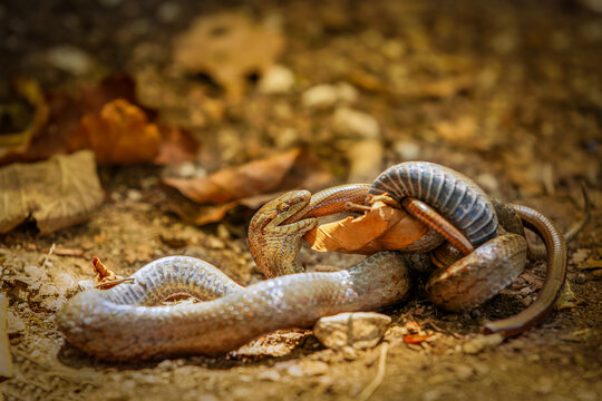 A smooth snake (Coronella austriaca) eating a slow worm (Anguis fragilis), Plitvice Lakes National Park, Croatia.
