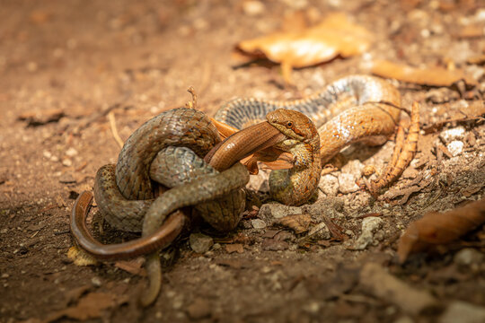 A smooth snake (Coronella austriaca) eating a slow worm (Anguis fragilis), Plitvice Lakes National Park, Croatia.