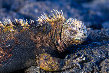 A Marine Iguana recently emerged from feeding in the sea dries off on the beach of Las Bachas on...