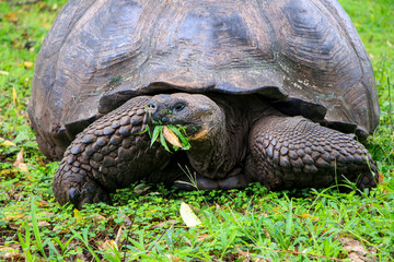 A Galapagos Giant Tortoise munches on a mouthful of grass in the wet highlands of Santa Cruz in the...