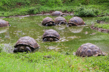 A 'creep' of Galapagos Giant Tortoise make their way slowly across a waterhole in the highlands of...