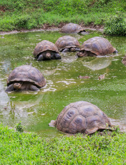 A 'creep' of Galapagos Giant Tortoise make their way slowly across a waterhole in the highlands of...