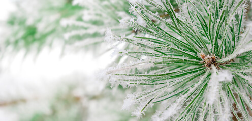 macro green pine branch and snow outside
