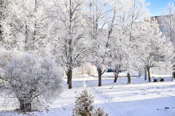 Trees in winter are covered with snow