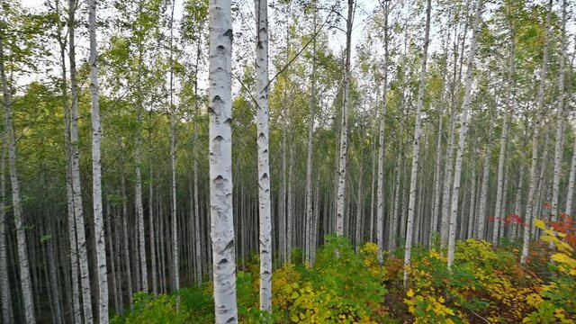 Birch forest in autumn at national park