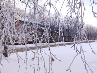 Snow covered plants and tree branches. Winter rural  natural landscape.