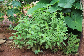 boldo tree.