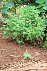 boldo tree.