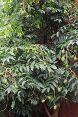 mango cashew tree (cajá manga)