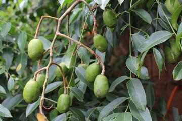 mango cashew tree (cajá manga)