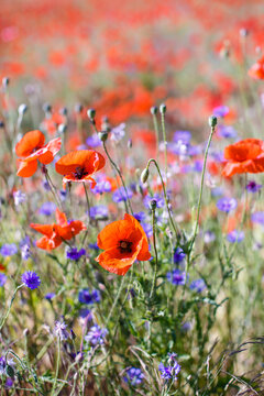 Mohn Monblumen Mohnfeld malerisch