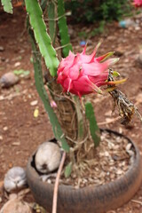 Pitaya fruit tree.