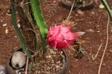 Pitaya fruit tree.