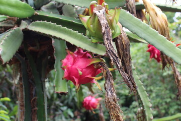 Pitaya fruit tree.