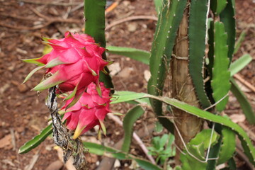 Pitaya fruit tree.